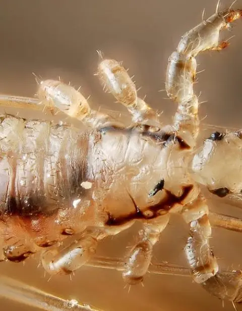 Лобкові воші (фтіріаз): <br> <span class='text-primary-400 font-bold text-3xl  lg:text-5xl xl:text-6xl'>ефективне лікування</span>