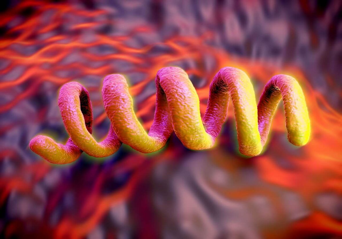 field_image_1280-486710522-treponema-pallidum-bacterium